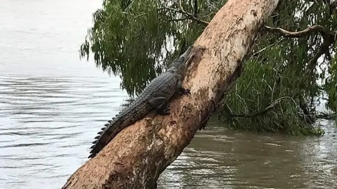 ایک مقامی شخص نے مگرمچھ کی سیلابی پانی میں ایک درخت پر چڑھتے ہوئے تصاویر لی ہیں