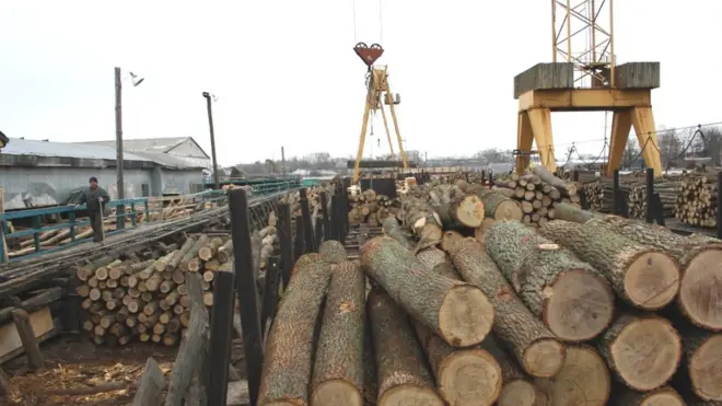 ліс-кругляк