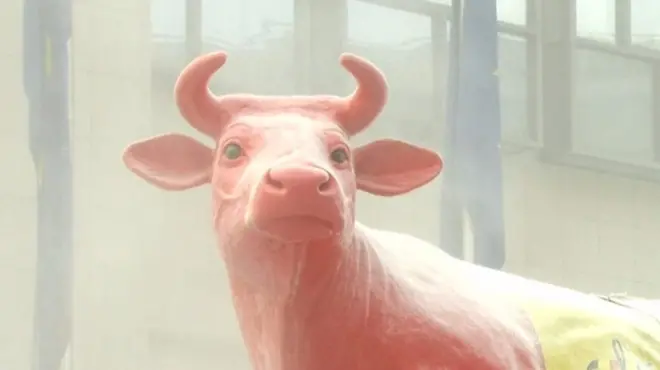 корова - символ протесту