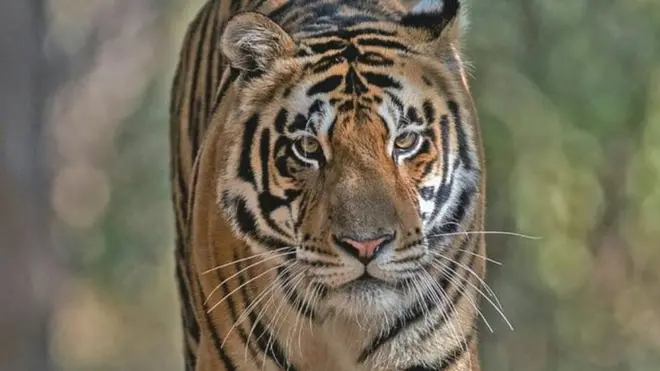 MB2 - перший тигр, якого переселили для розвитку популяції цих тварин в індійському штаті Одіша