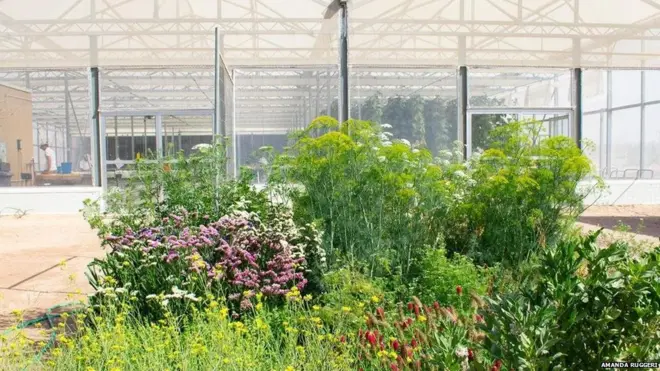 रेगिस्तान में खेती