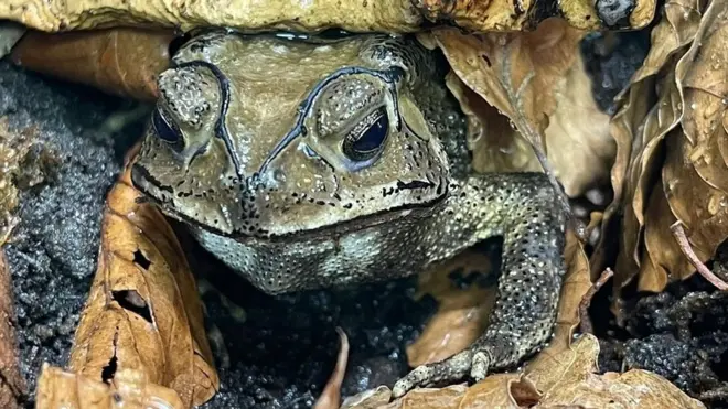 Slepi putnik - azijska žaba krastača