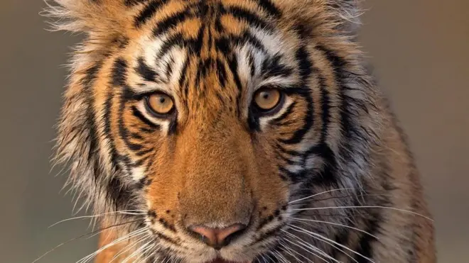 النمور في بنغلاديش