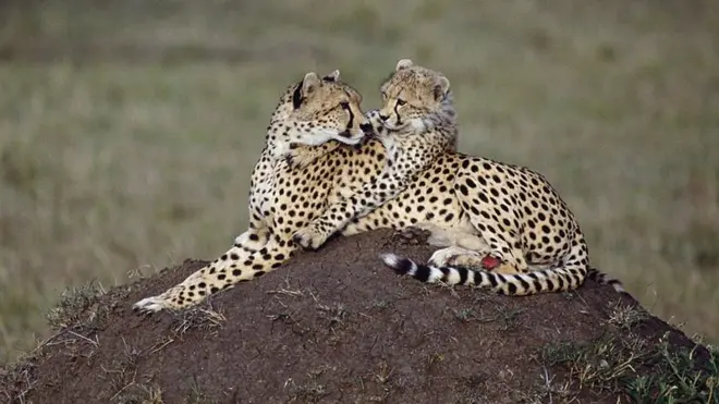 Hamaaketa haadhaa fi ilmoo