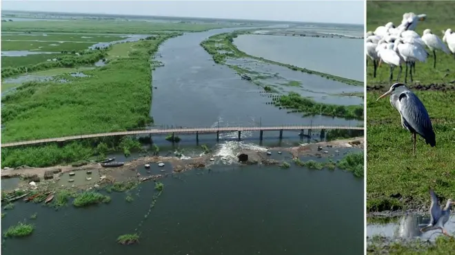 కొల్లేరు సరస్సు, పక్షులు