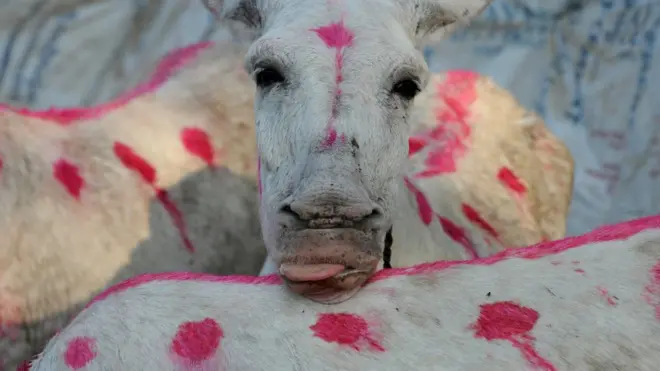 Dem dey use di skin of Donkey do medicine and some cream for China