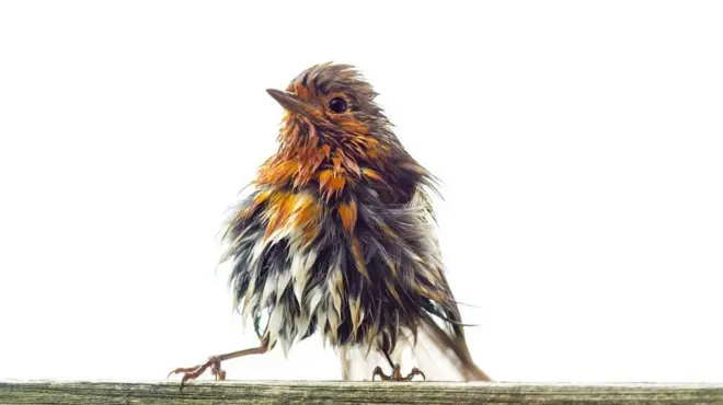 Gabrielle Turnecliff: "Startled by the state of this robin as it landed on the fence in my garden, I soon realised it was only drying off after its daily visit to the bird bath."