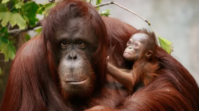 قرود إنسان الغاب هي أضخم ثدييات تقطن الغابات في العالم