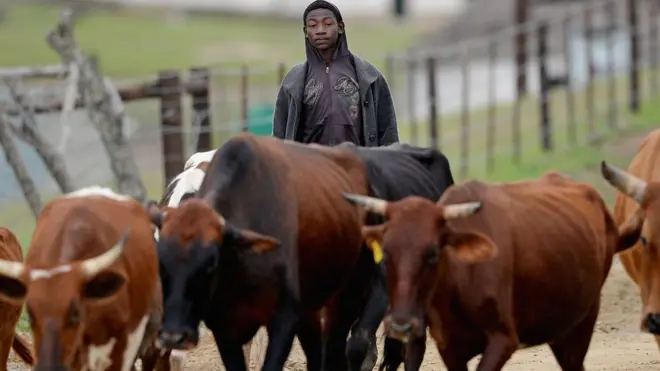 E gbuola ọtụtụ mmadụ n'ọgụ dị n'etti ndị ọchị ehị na ndị ọrụ ugbo