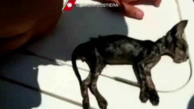 Спасенный котенок