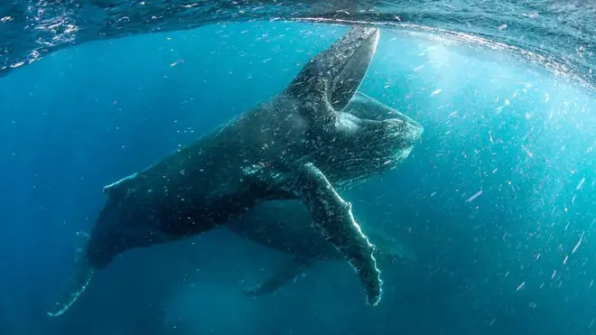 今は貴重な本物のクジラの口の部分です、40年飾ってい