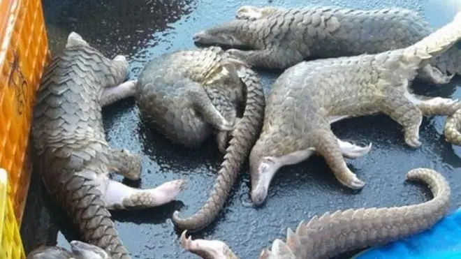 Ratusan trenggiling ditemukan dalam keadaan mati dan hidup di sebuah gudang di Medan.