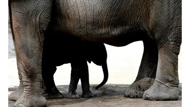 Chaque année ce sont des centaines d'éléphants qui sont tués par les braconniers en Afrique