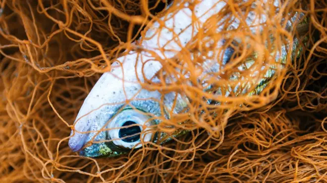 Los defensores de la pesca eléctrica aseguran que es un método pionero.