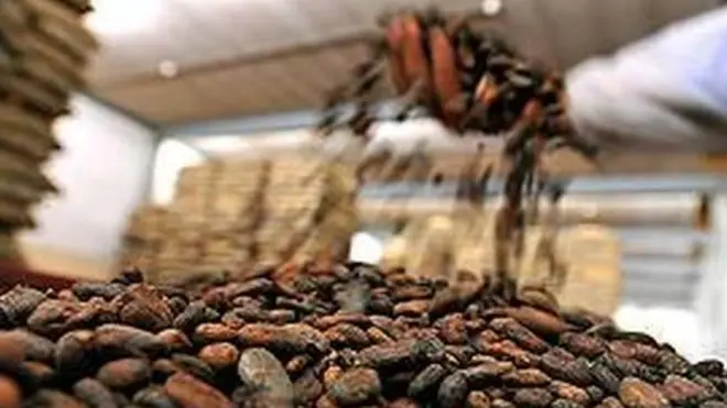 La Côte d'Ivoire, premier producteur mondial de cacao.