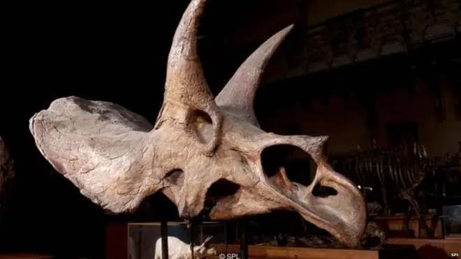 ट्रिसेरॅटॉप्सच्या सांगाड्याचा फोटो