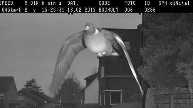 Pigeon caught on camera