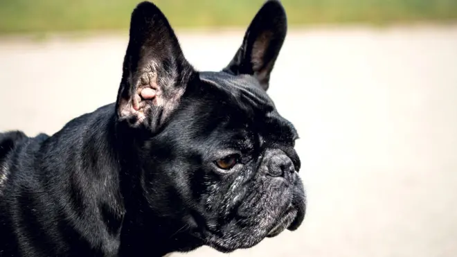 Маленькая грустная собака