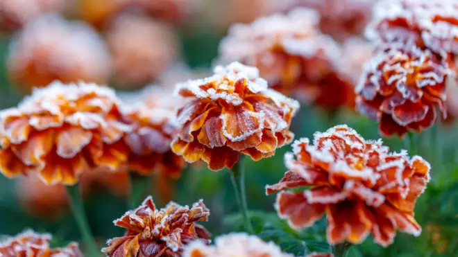 Крупним планом показані помаранчево-червоні квіти чорнобривців, пелюстки яких вкриті тонким шаром білого інею. На зеленому тлі видно більше таких самих підмерзлих квітів.