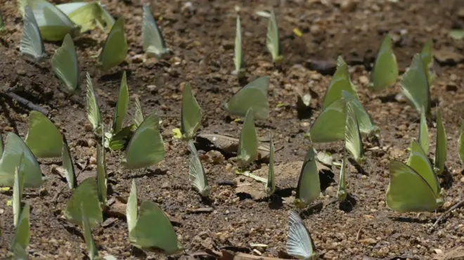 කළුදියපොකුණ