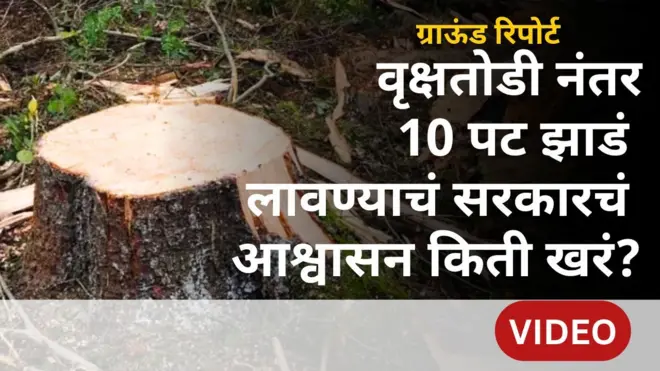 महाराष्ट सरकारची वृक्ष लागवड कागदावरच प्रभावी? माहितीच्या अधिकारातली आकडेवारी काय सांगते?