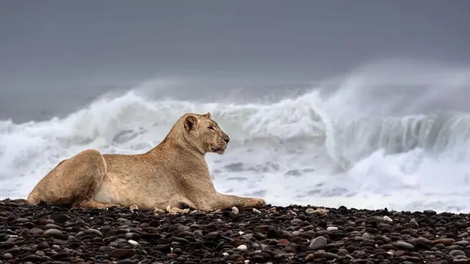 Foto Gamma, singa gurun Namibia, hasil jepretan Griet Van Malderen.