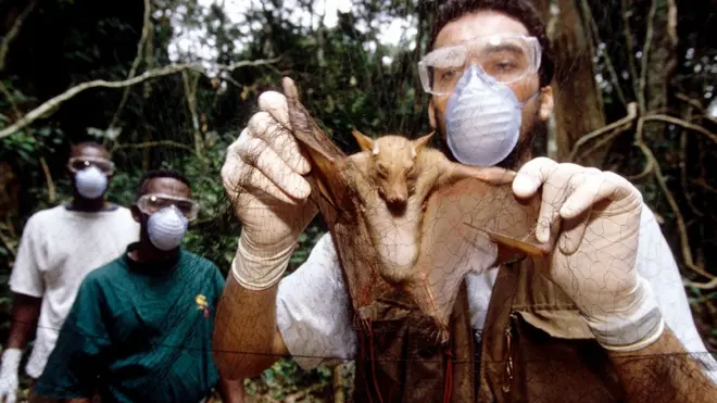 Researcher with a captured megabat