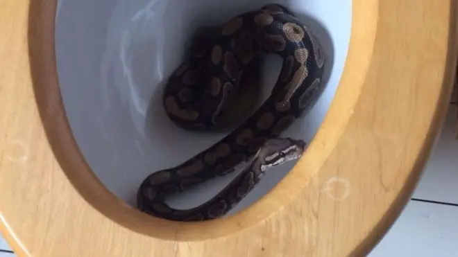 Le petit python découvert par un jeune garçon de 5 ans aux toilettes