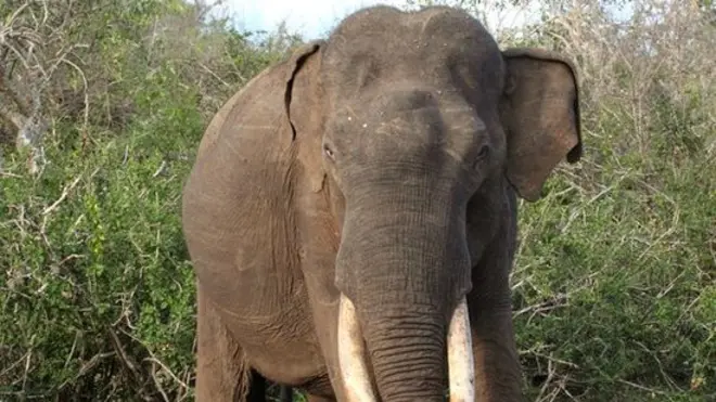 "ඇත්තම කිව්වොත් දකුණේ තිලකය තමයි මේ මිය ගිහින් තියෙන්නේ. කාලාන්තරයකට ඒ වගේ ප්‍රතාපවත්, දැකුම්කළු, විශාල ඇතෙක් යාල කලාපය ආශ්‍රිතව බිහි වෙන එකක් නැහැ"