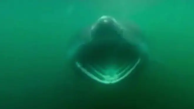 채식주의자 상어