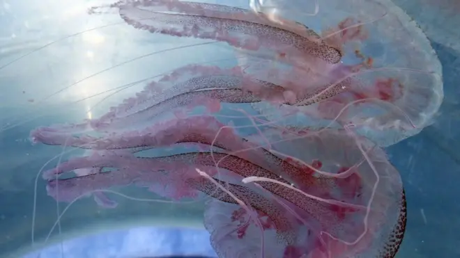 Їстівна медуза пелагія ночесвітка (Pelagia noctiluca) живе в усіх теплих і помірних океанах планети