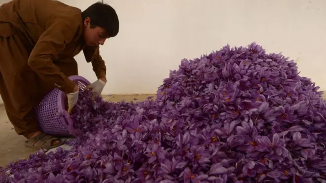 Se necesitan alrededor de 150.000 flores para producir solo un kilogramo de azafrán.