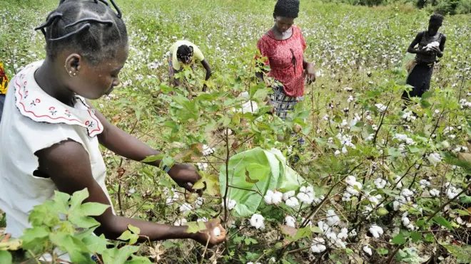 Wakulima wakivuna pamba Burkina Faso