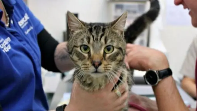 Единственный выживший кот был взят на содержание в одну из семей в Аделаиде