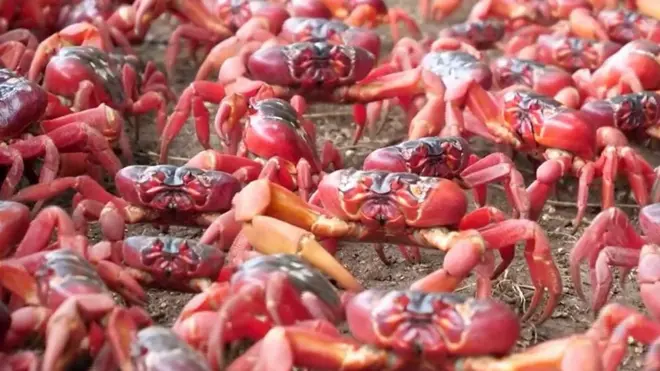 Крабы Австралии покинули джунгли и ушли к океану. Но зачем?