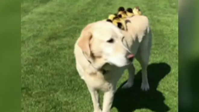 ลูกเป็ดบนหลังหมา