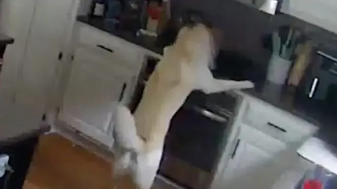 قال رجال الإطفاء بولاية ميسوري الأمريكية إن كلبا كان وراء الحريق الذي اشتعل بأحد المنازل، بعدما ضغط بالخطأ على زر تشغيل الموقد بمخالبه أثناء محاولته الوصول إلى مقلاة.