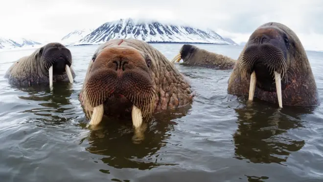 Walrus are a keystone species of the Arctic