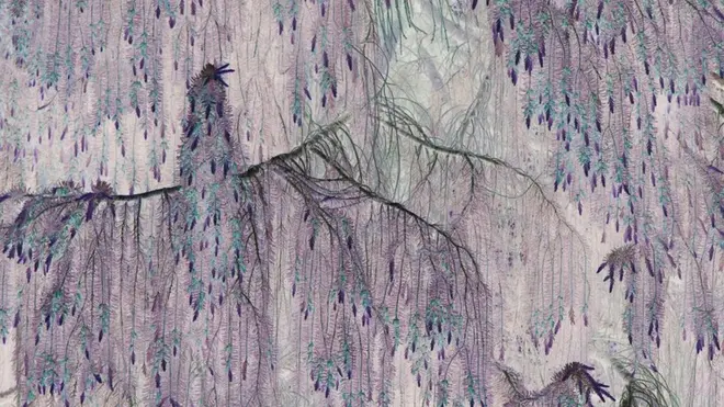 Layered branches of a conifer