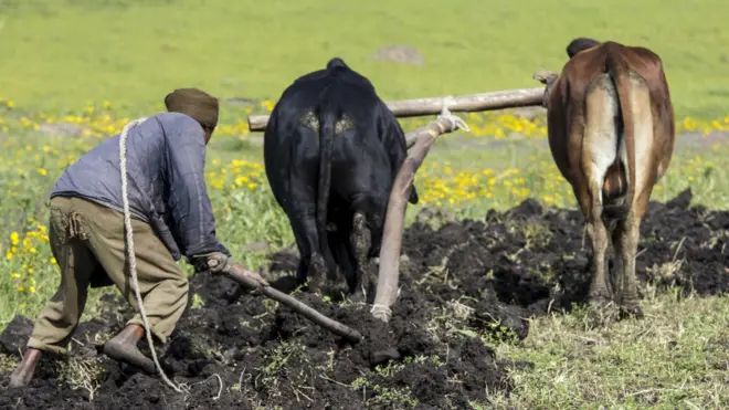 አርሶ አደር ሲያርስ