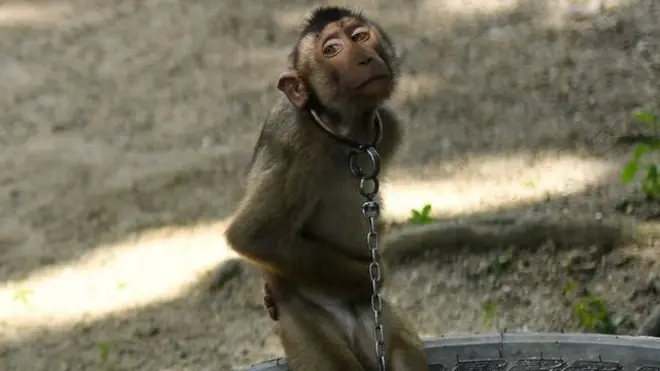 Monkey chained to a tyre