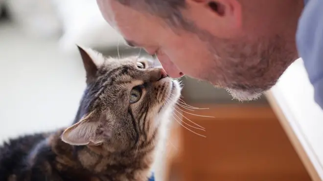 बिल्लियां, cats