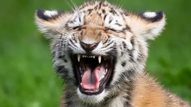 Amur tiger wey open mouth wide.