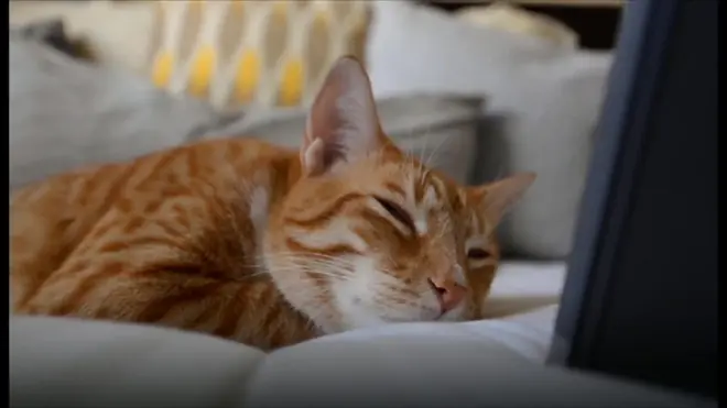 米国のチェリスト、デイビッド・テイエさんが作曲したアルバム「猫のための音楽」がクラシック部門のチャートで1位になり、話題を集めている。