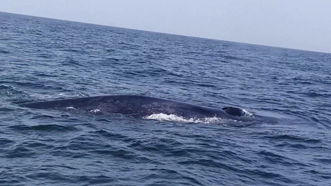 ڈبلیو ڈبلیو ایف کے ماہرین کا کہنا ہے کہ کسی زندہ بلیو وہیل کو پاکستان کی سمندری حدود میں پہلی بار دیکھا گیا ہے۔