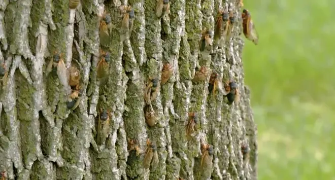 Neprijatne komšije: Zvuk milijade zrikavaca u vašem dvorištu