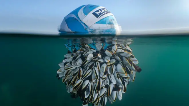 Football covered in goose barnacles