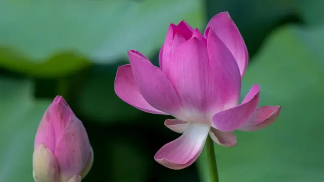 કમળનું ફૂલ