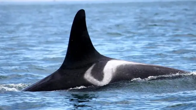 "Кит-убийца"