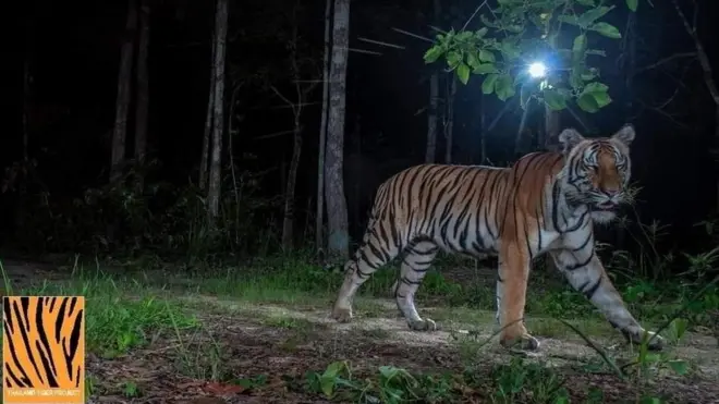โฉมหน้าเสือโคร่งหนุ่มชื่อ "วิจิตร" ที่สร้างความตื่นตระหนกในชาวบ้านรอบนอกเขตรักษาพันธุ์สัตว์ป่าห้วยขาแข้ง